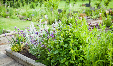 Beautiful,Blooming,Herbal,Garden,With,Chives,,Lavender,,Rosemary,,Mint,,Catnip