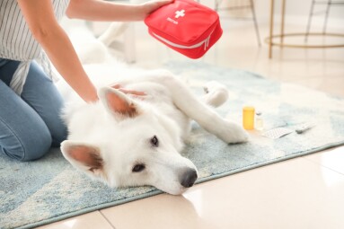 Woman,With,First,Aid,Kit,And,Her,White,Dog,At