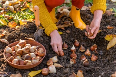 Woman,Planting,Tulip,Bulbs,In,A,Flower,Bed,During,A