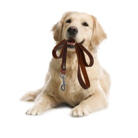 Adorable,Golden,Retriever,Dog,Holding,Leash,In,Mouth,On,White