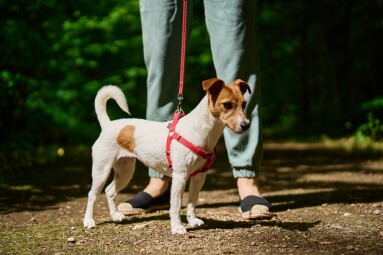 Female,Dog,Walker,Leads,Small,Jack,Russell,Terrier,Dog,On