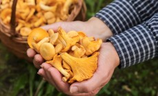 ?hanterelle,Mushrooms,In,Mushroom,Picker,Hands,Close,Up.,Picking,Wild