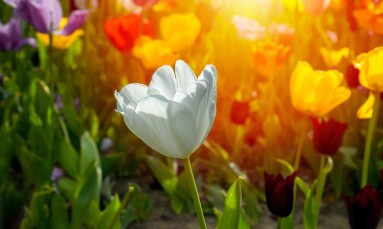 Close,Up,Shot,Of,White,Tulips,In,Sunset.,The,Blooming