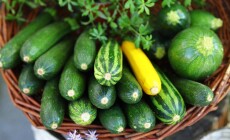 Zucchini,,Green,,Green,And,Yellow,Zucchini,,Colorful,Vegetables,,Healthy,Eating,