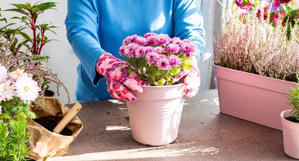 A,Woman,Is,Transplanting,Chrysanthemums,Into,A,Pot,,Planting,Autumn