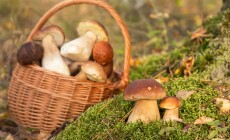 Mushroom,Growing,In,Moss,In,Autumn,Fall,Forest,In,Sunlight