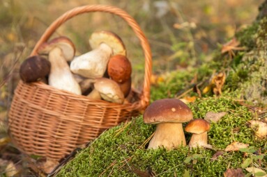 Mushroom,Growing,In,Moss,In,Autumn,Fall,Forest,In,Sunlight