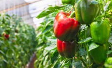 Bell,Pepper,Hanging,On,Tree,In,Garden