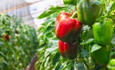 Bell,Pepper,Hanging,On,Tree,In,Garden