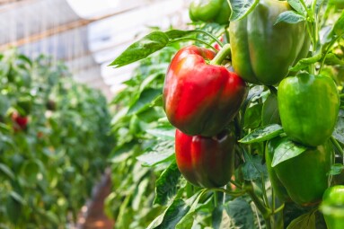 Bell,Pepper,Hanging,On,Tree,In,Garden