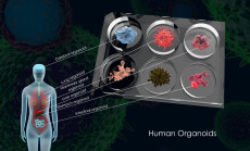 3d,Illustration,Of,Common,Human,Organoids