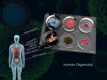 3d,Illustration,Of,Common,Human,Organoids