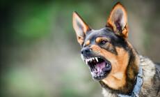 Aggressive,Dog,Portrait,Shows,Dangerous,Teeth.,Animal,Hard,Attack,Head