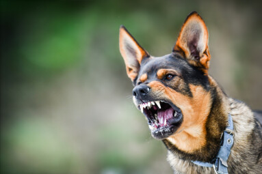 Aggressive,Dog,Portrait,Shows,Dangerous,Teeth.,Animal,Hard,Attack,Head