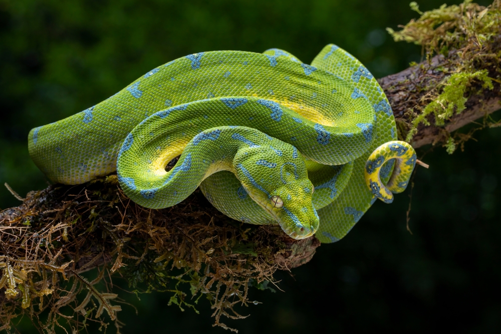 The,Green,Tree,Python,(morelia,Viridis),Also,Known,As,The