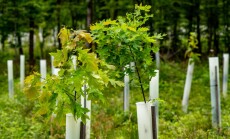 Rearing,Young,Deciduous,Trees,In,Growth,Covers