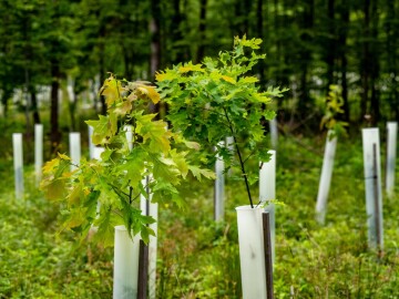 Rearing,Young,Deciduous,Trees,In,Growth,Covers