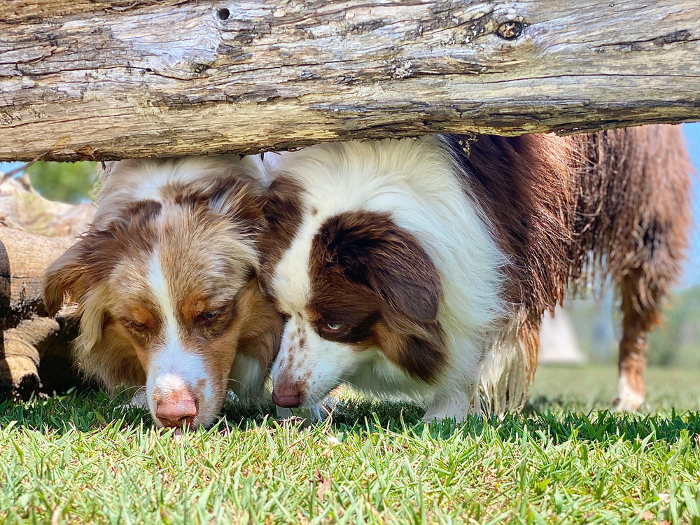 Australian,Shepherd,Dogs,Sniffing,Under,Logs,,Canine,Enrichment,,Sense,Of