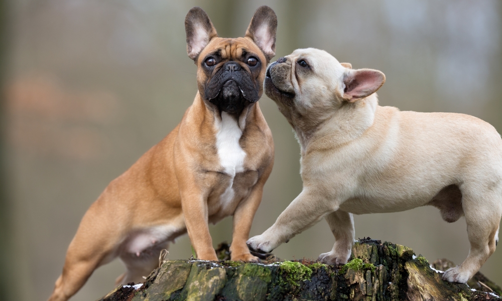 Small,White,And,Striped,French,Bulldog,Puppy,Precious,Row,Of