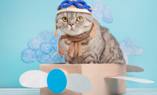 Cute,Cat,Pilot,In,An,Airplane,Of,Paper,In,A