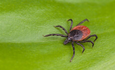Deer,Tick,Detail.,Ixodes,Ricinus.,Arachnid,On,Green,Background.,Disgusting