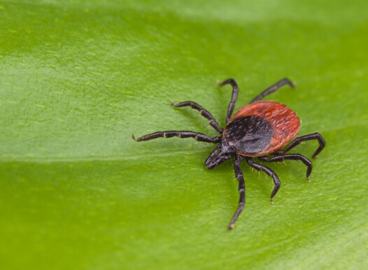 Deer,Tick,Detail.,Ixodes,Ricinus.,Arachnid,On,Green,Background.,Disgusting
