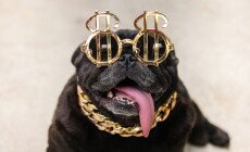 Super,Rich,Pug,Dog.(?black,Funny,Pug,Dog,Sitting,With,Gold