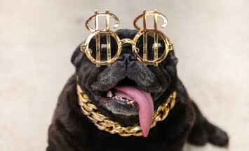 Super,Rich,Pug,Dog.(?black,Funny,Pug,Dog,Sitting,With,Gold