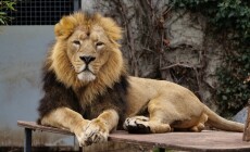 Asian,Lion,At,Wilhelma,Zoo,In,Germany