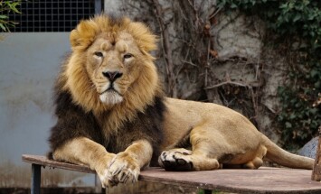 Asian,Lion,At,Wilhelma,Zoo,In,Germany
