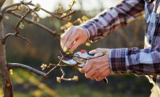 Close-up,Of,A,Gardener,Pruning,A,Fruit,Tree