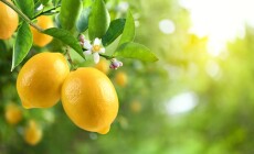 Close-up,Lemon,Fruit,With,Flower,Hanging,On,Tree,In,Lemon