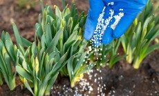 Person,In,Medical,Glove,Fertilizing,The,Young,Narcissus,Sprouses,,Close