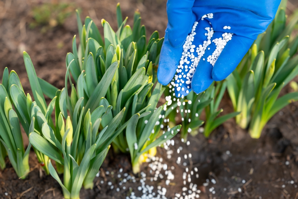 Person,In,Medical,Glove,Fertilizing,The,Young,Narcissus,Sprouses,,Close
