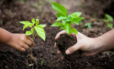 Child,And,Parent,Hand,Planting,Young,Tree,On,Black,Soil