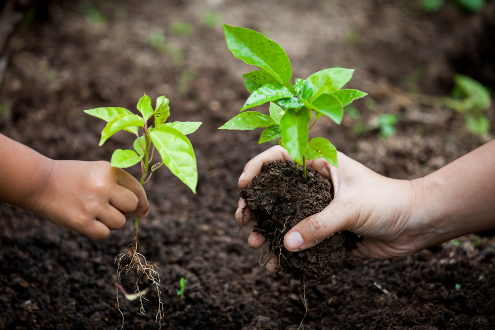 Child,And,Parent,Hand,Planting,Young,Tree,On,Black,Soil