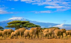 Herd,Of,African,Elephants,On,A,Safari,Trip,To,Kenya