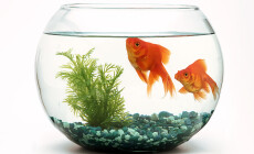 Goldfish,Fishbowl