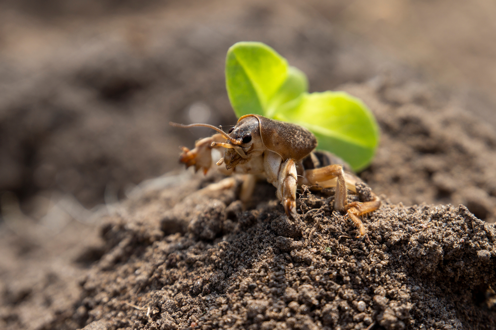Gryllotalpa,Gryllotalpa,,Commonly,Known,As,The,European,Mole,Cricket,Digging
