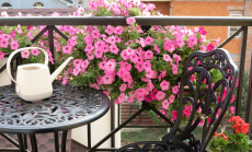 Blooming,Beautiful,Pink,Petunia,Flowers,And,White,Watering,Can,Stands