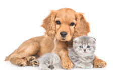 Portrait,Of,A,Friendly,English,Cocker,Spaniel,Puppy,Dog,Hugs