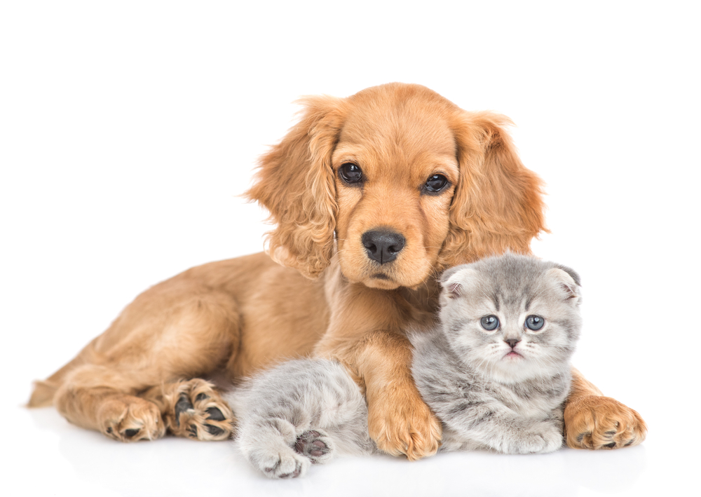 Portrait,Of,A,Friendly,English,Cocker,Spaniel,Puppy,Dog,Hugs