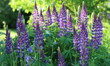 Group,Of,Purple,Lupins,Illuminated,By,Sunlight,In,A,Garden