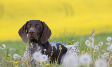 Portrait,Of,German,Short,Hair,Pointer