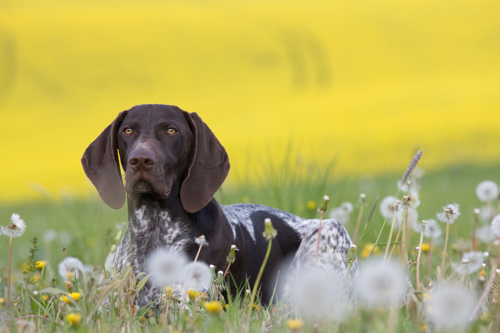 Portrait,Of,German,Short,Hair,Pointer