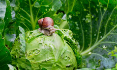 Garden,Snail,(helix,Aspersa),Is,Sitting,On,Cabbage,In,The