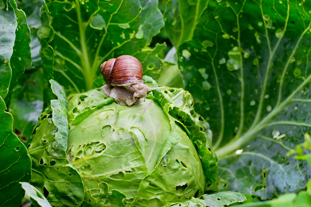 Garden,Snail,(helix,Aspersa),Is,Sitting,On,Cabbage,In,The
