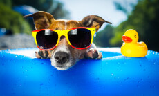 Dog,On,Blue,Air,Mattress,In,Refreshing,Water