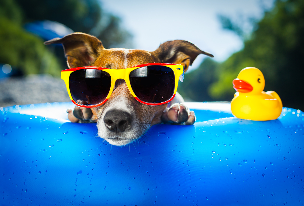 Dog,On,Blue,Air,Mattress,In,Refreshing,Water