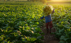 Agriculture,Carrying,The,Harvest,Of,Tobacco,Leaves,In,The,Harvest